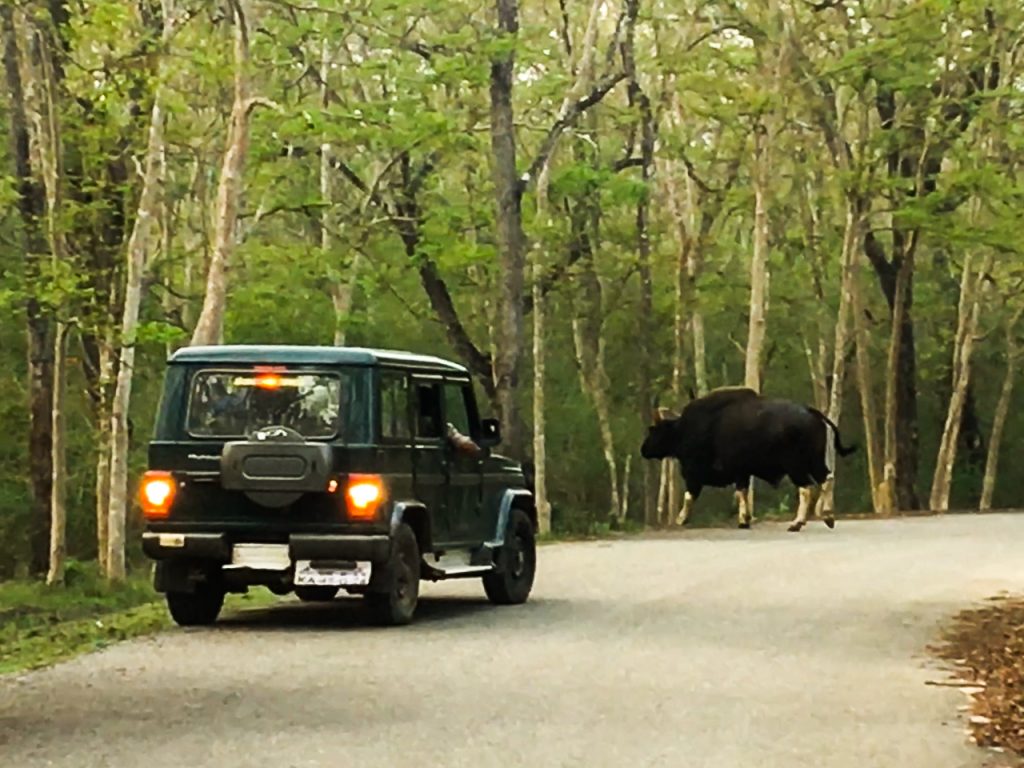 Bison walking past a Jeep in Kabini Jungles